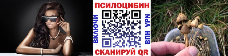 Купить где  Новоузенск  Псилоцибиновые грибы Psilocybe 